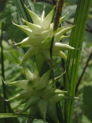 Carex_grayi.jpg