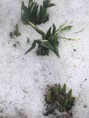 Galanthus_worownii.jpg