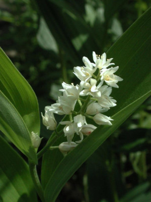 Smilacina_stellata.jpg