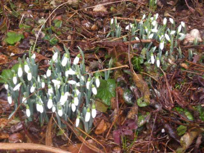 Galanthus_S._Arnott.jpg