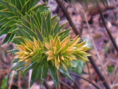 Araucaria.jpg