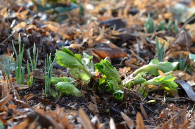 Feb12_Helleborus_x_hybridus.JPG