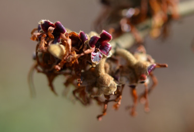 Feb12_Hamamelis_x_intermedia_Pallida.JPG