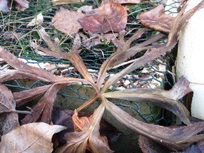 H.bocconei.jpg