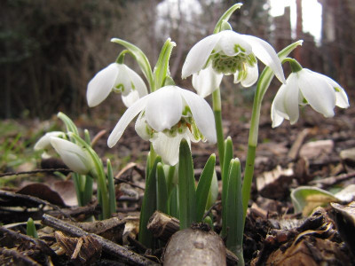 Schneeglockchen_gefullt_120225.jpg