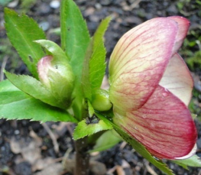 Helleborus_Februar_2012_003.JPG