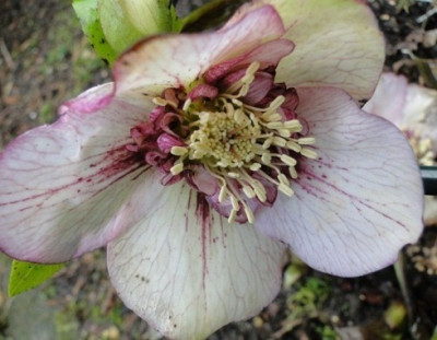 Helleborus_Februar_2012_008.JPG