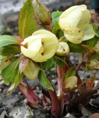 Helleborus_Februar_2012_032.JPG