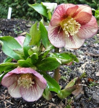 Helleborus_Februar_2012_038.JPG
