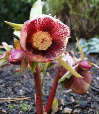 Helleborus_Februar_2012_013.JPG