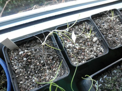 Drosophyllum-Samlinge_0.jpg