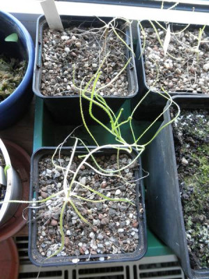 Drosophyllum-Samlinge.jpg