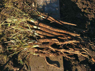 haferwuerzli_20120226_zg.jpg