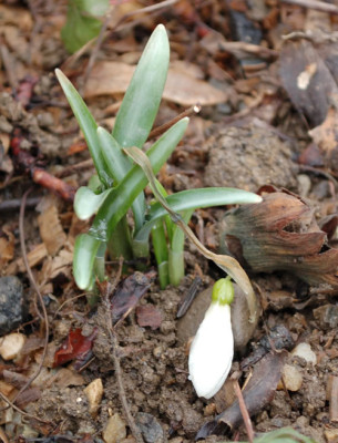 Schneegloeckchen_12__9625.jpg
