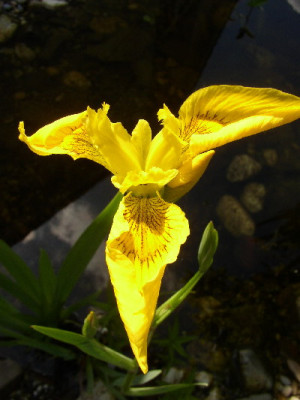 iris_gelb22.jpg