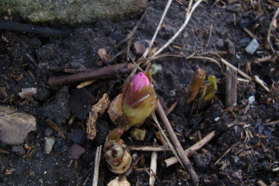 thibetanus2012_zg.jpg