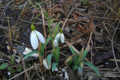 frostschadenglueckchen2012_zg.jpg