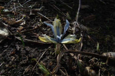 1st_iris_2012_zg.jpg