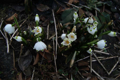 maerzenbecher_20120225_zg.jpg