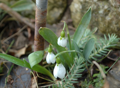 Schneegloeckchen_12__9618.jpg