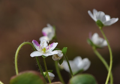 Hepatica_gesprenkelt.jpg