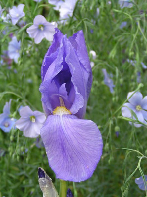 iris_pallida_aureovariegata_bluete.jpg