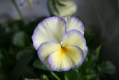 Hornveilchen1112.jpg