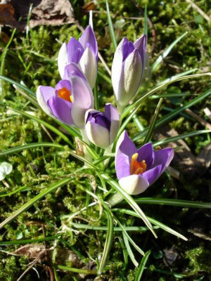 Groenanderung_Drehen_von_Februar_2012_Garten_HH_001.jpg