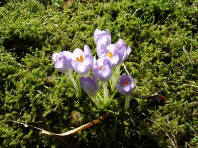 Groenanderung_Januar_Februar_2012_Troparium_und_Garten_HH_116.jpg