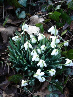 Groenanderung_Drehen_von_Januar_Februar_2012_Troparium_und_Garten_HH_104.jpg