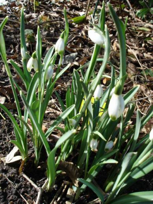 Groenanderung_Drehen_von_Februar_2012_Garten_HH_006.jpg