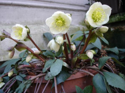 Groenanderung_Januar_Februar_2012_Troparium_und_Garten_HH_097.jpg
