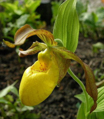 Cyp_pubescens.JPG