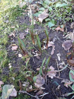 Groenanderung_Drehen_von_Januar_Februar_2012_Troparium_und_Garten_HH_109.jpg