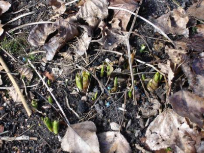 Groenanderung_Januar_Februar_2012_Troparium_und_Garten_HH_098.jpg
