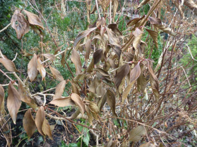 Viburnum_erubescens.jpg