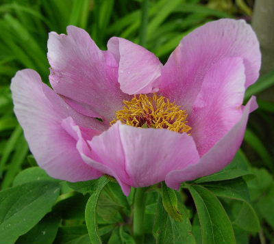P._officinalis.JPG