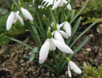 Schneeweichen__26.2.12._006.jpg
