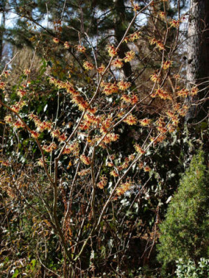 Hamamelis_Jelena_T.jpg