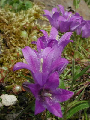 Edraianthus_graminifolius.jpg