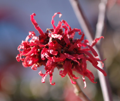 Hamamelis_Diane_12__9658.jpg