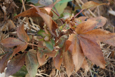 Helleborus_sternii_12__9665.jpg