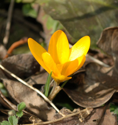 Krokus_12__9672.jpg
