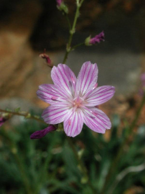 Lewisia_columbiana.jpg