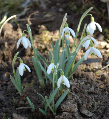 Schneegloeckchen_12_9678.jpg