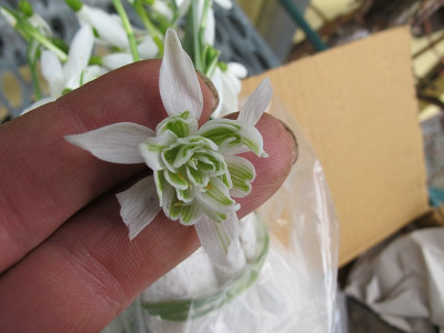 Galanthus_2.3.12_ue.jpg