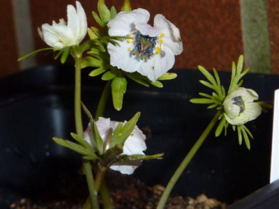 Eranthis_pinnatifida.jpg
