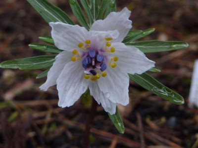 E._pinnatifida.jpg