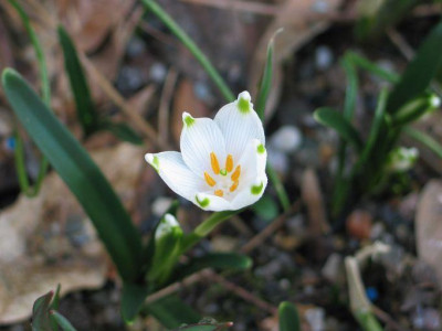 Leucojum_vernum-ax.jpg
