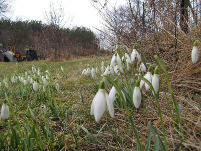 Schneegluckchen_im_oilenpark.jpg